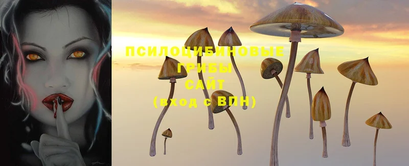 Псилоцибиновые грибы Cubensis  Каргополь 